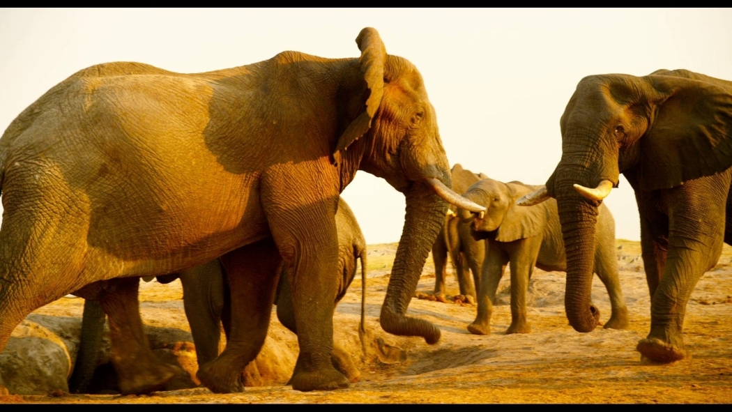 Büyülü Krallık izle