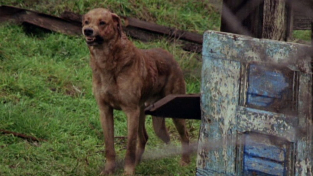 Azgın Sürü (1977) izle